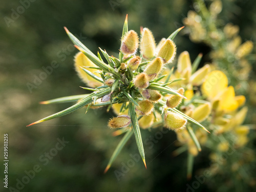 Flor de toxo amarillo photo