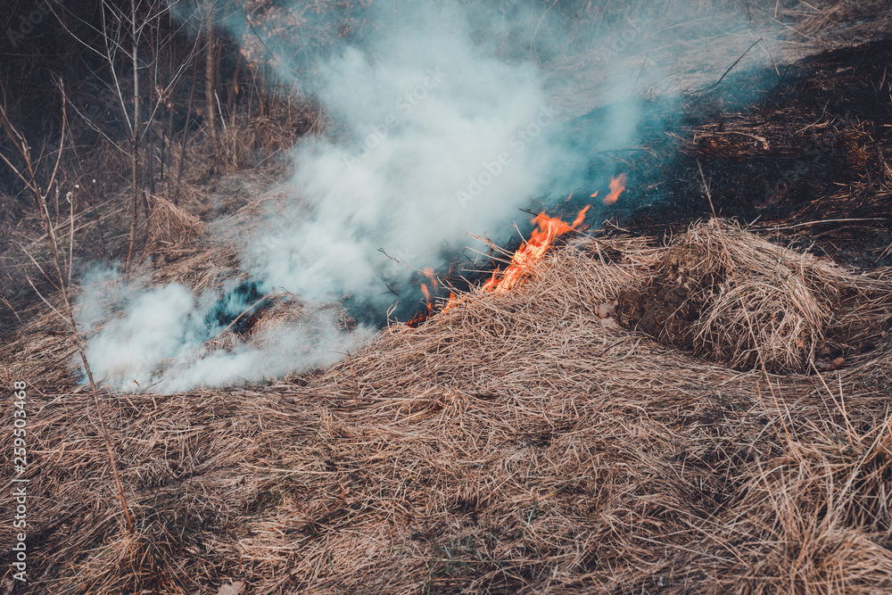 Obraz premium Fungal grass and smoke that spreads through the earth are very dangerous to human health