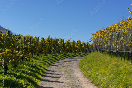 Alpine vineyard in Switzerland