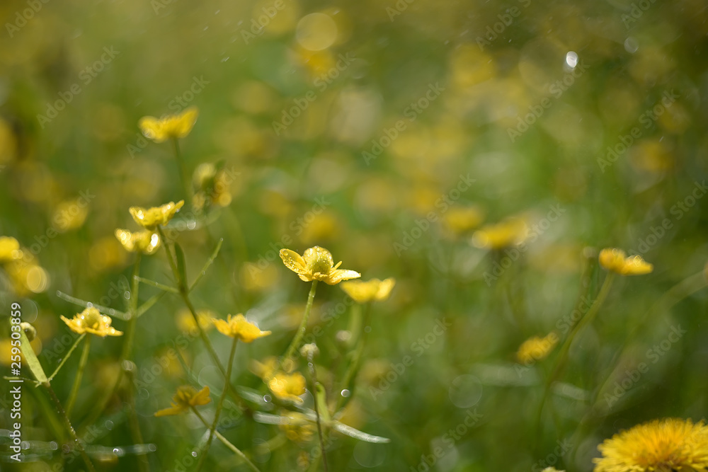 Simple yellow flowers on a spring meadow. Very soft selective focus. Simple yellow flowers on a spring meadow. Very soft selective focus.