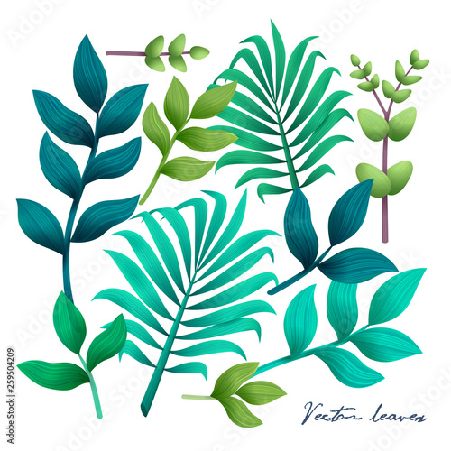 Tropical leaves set. Elements on the white background. Vector illustration.