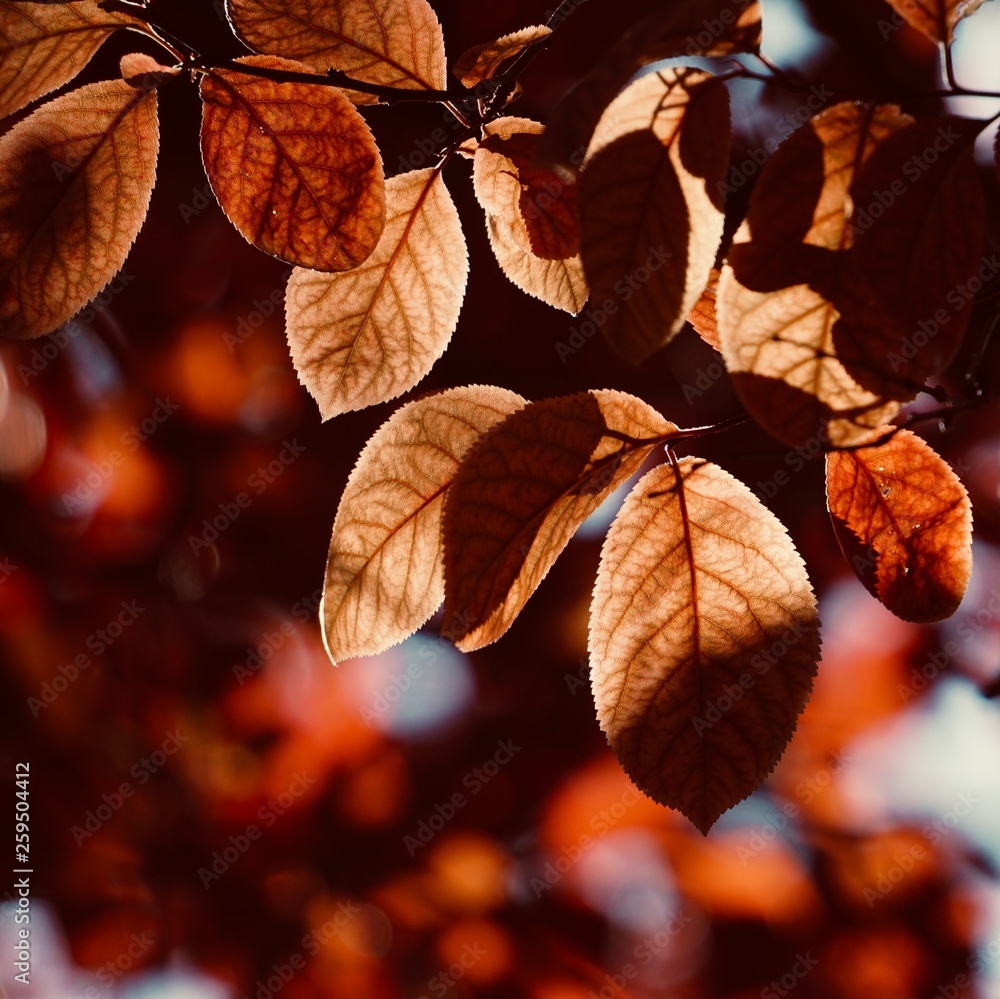 red tree leaves texture in the nature red tree leaves texture in the nature