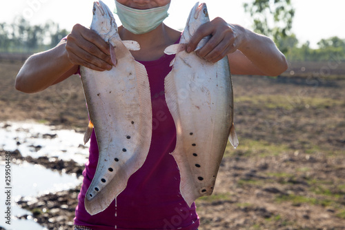 A couple of clown or spotted knifefish just captured in north east of Thailand, Asia. photo