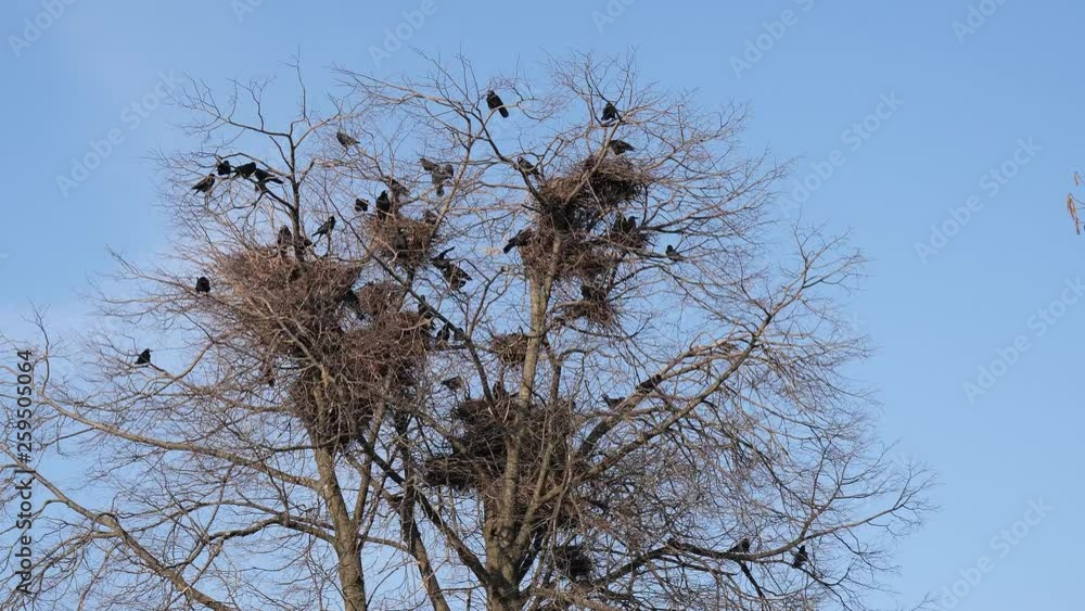 black raven nesting site. nests in tall trees above the houses black raven nesting site. nests in tall trees above the houses