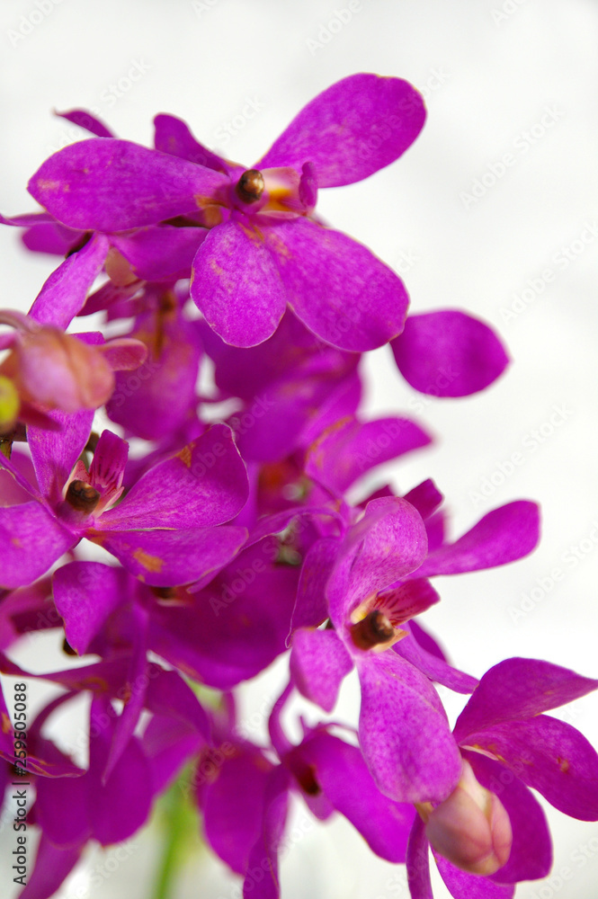 紫色のモカラの花