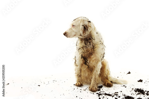 BANNER DIRTY TERRIER DOG ISOLATED. SAD PUPPY AFTER PLAY IN A MUD PUDDLE WITH ON WHITE BACKGROUND. photo