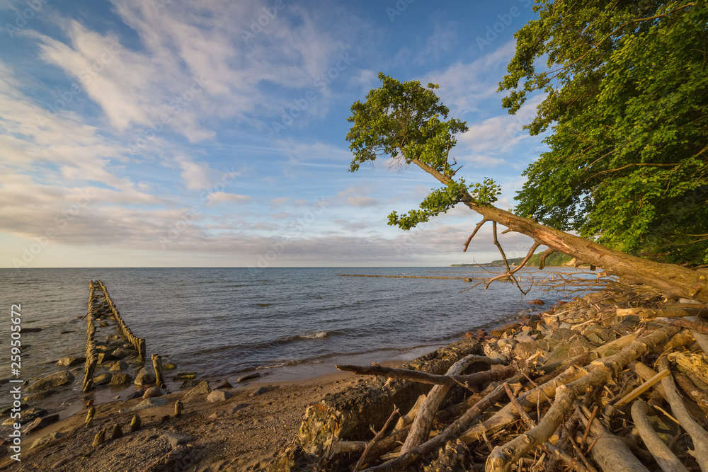 Wild beach of the Baltic sea