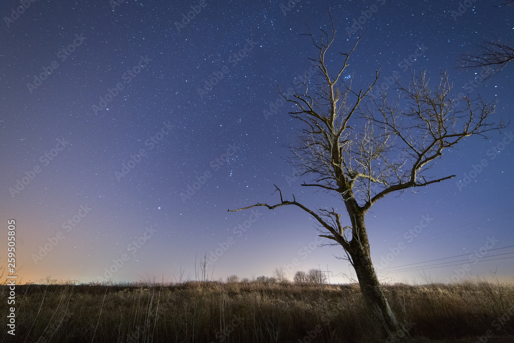 Bare trees on the road. Starry sky on the background Bare trees on the road. Starry sky on the background