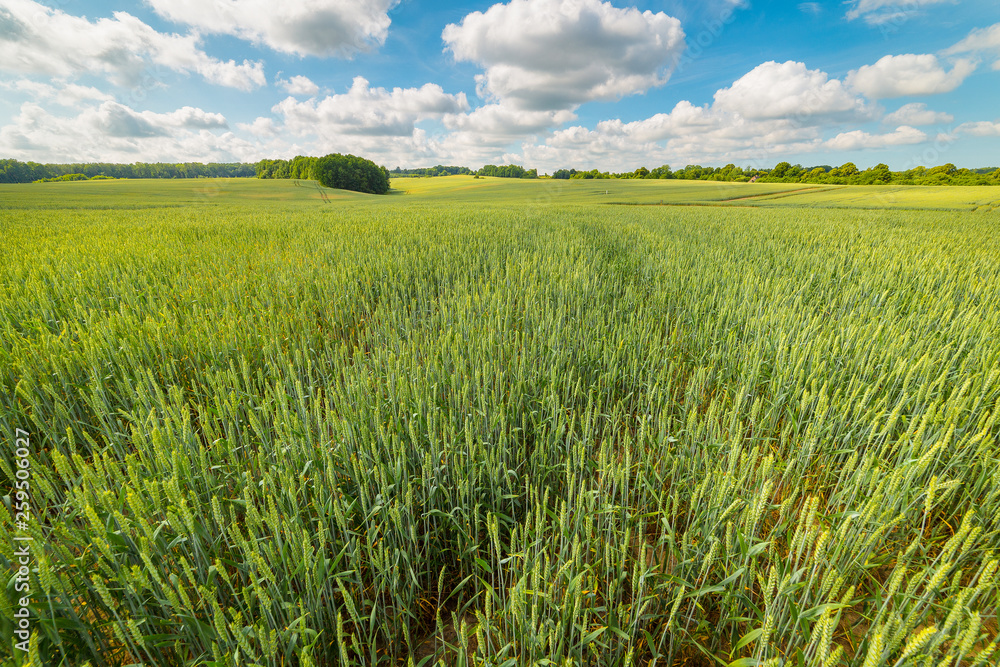Wide wheat field on a warm spring day Wide wheat field on a warm spring day