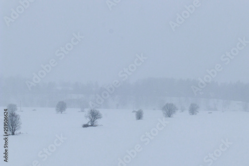 tree during snowfall