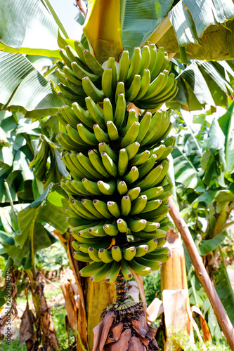 Fresh bananas on tree. Bananas plantation in Gran Canaria. 