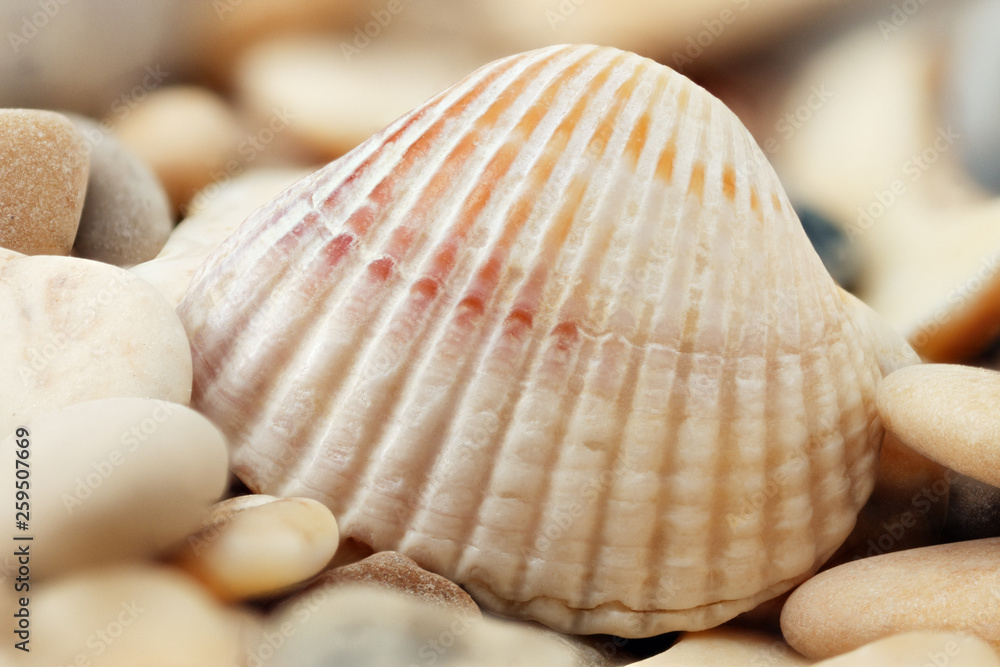 Beautiful small shells lie on small stones
