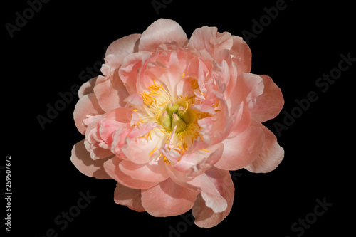 Fototapeta Naklejka Na Ścianę i Meble -  Close up of isolated pink peony blooming on black background.