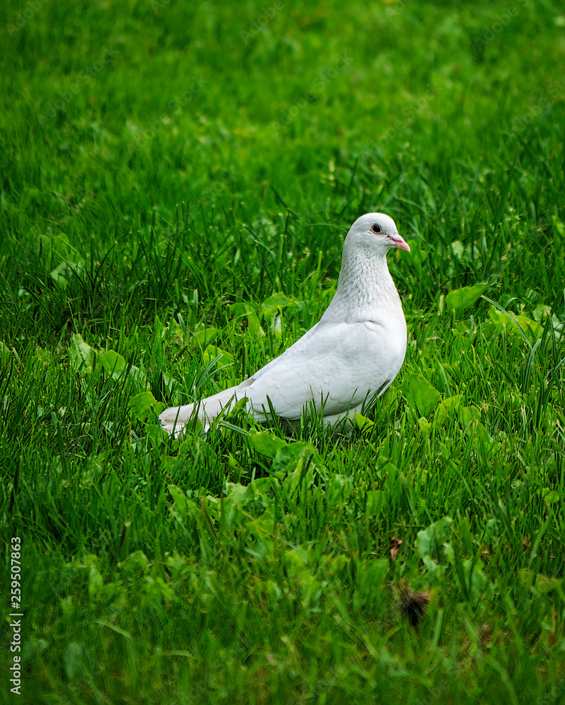 Fototapeta premium White dove
