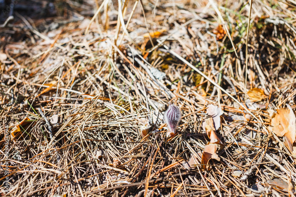 The first dream-grass has not yet dissolved