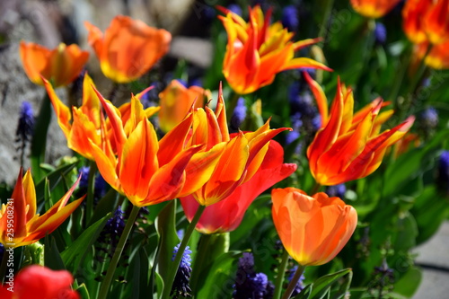 Ein Tulpenmeer im Stadtpark