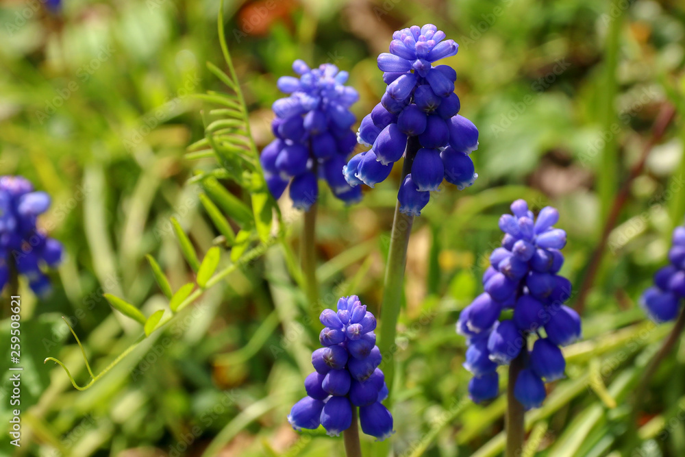 花 花