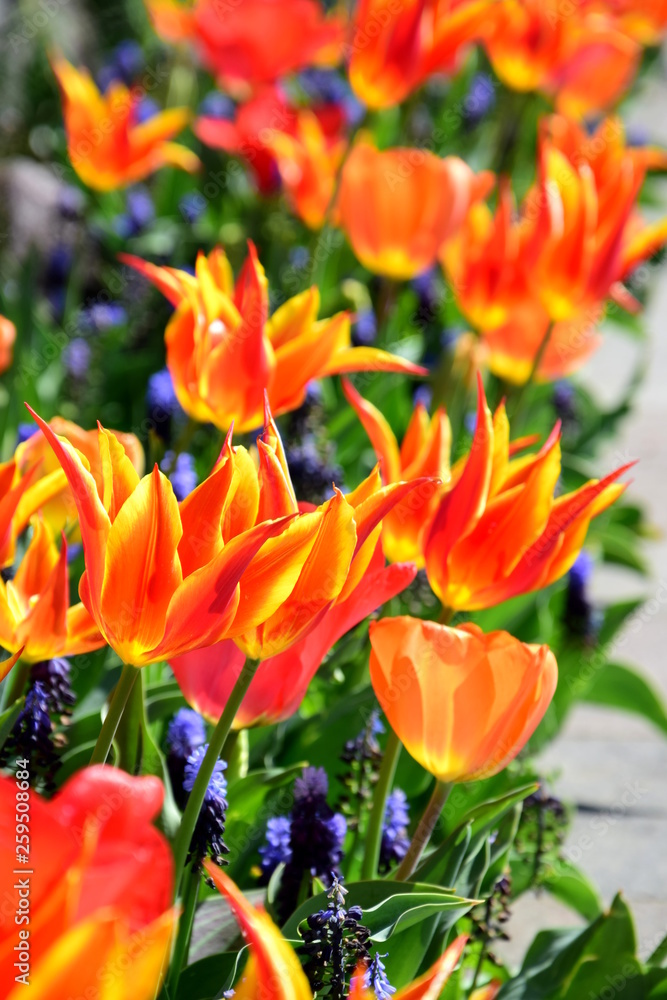 Frühblüher - Blütenmeer aus Tulpen Frühblüher - Blütenmeer aus Tulpen