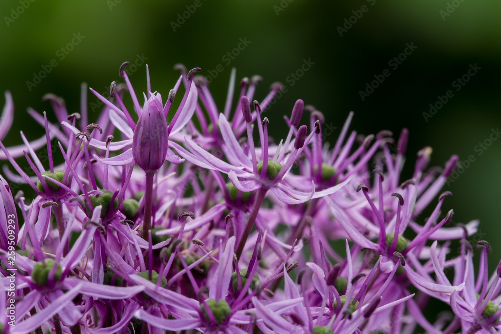 blooming violet blossoms of a garden leek (Allium) blooming violet blossoms of a garden leek (Allium)