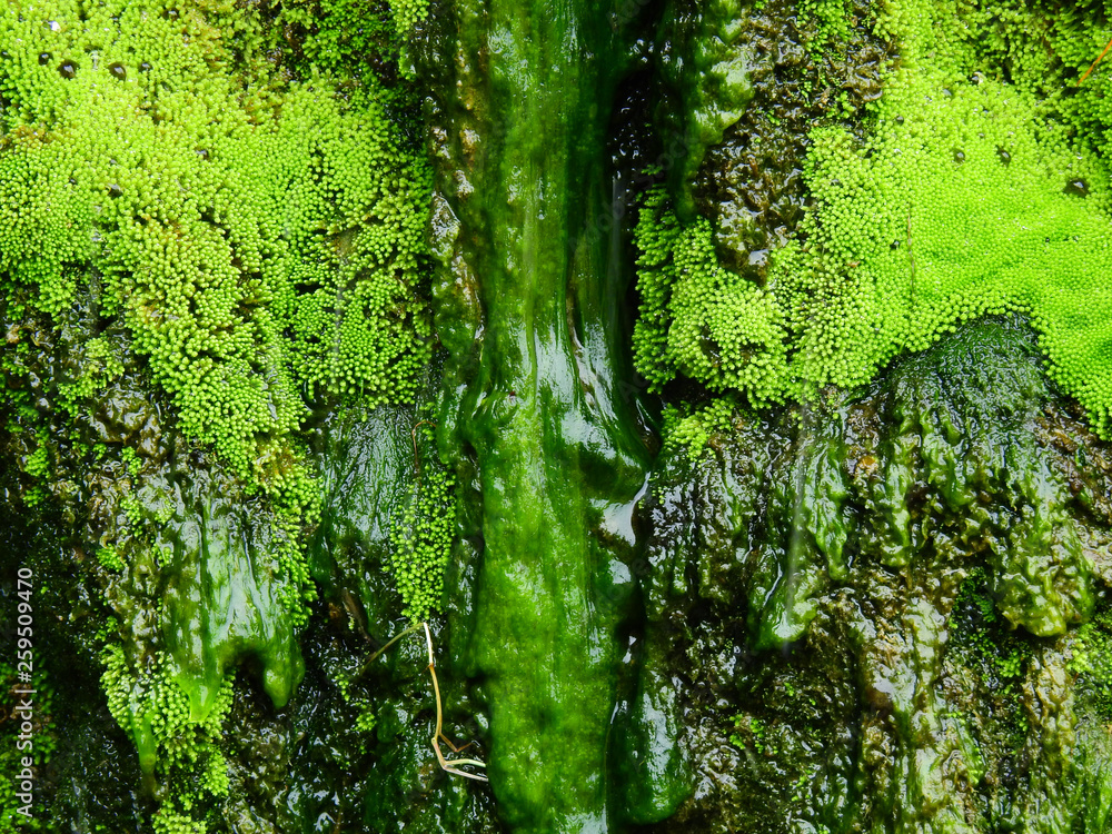 moss on stone in waterfall closeup moss on stone in waterfall closeup