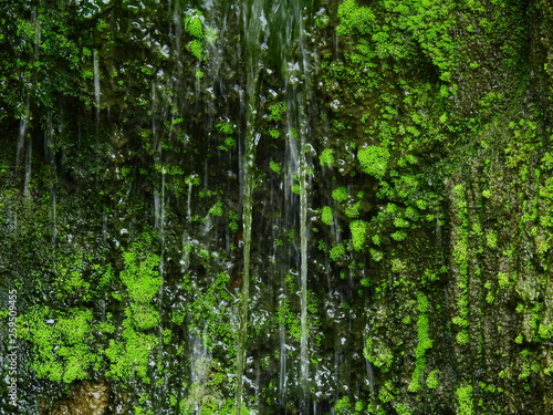 moss on stone in waterfall closeup