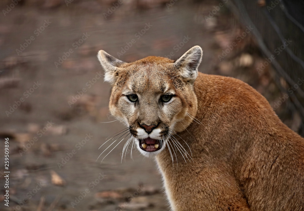 The cougar (Puma concolor), also commonly known by other names including  catamount, mountain lion, panther and puma is American native animal.  Picture taken in the ZOO. Stock Photo | Adobe Stock