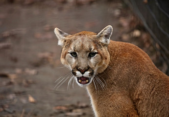 The cougar (Puma concolor), also commonly known by other names including catamount, mountain lion, panther and puma is American native animal. Picture taken in the ZOO.