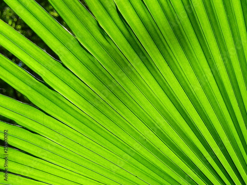 texture of green palm leaf