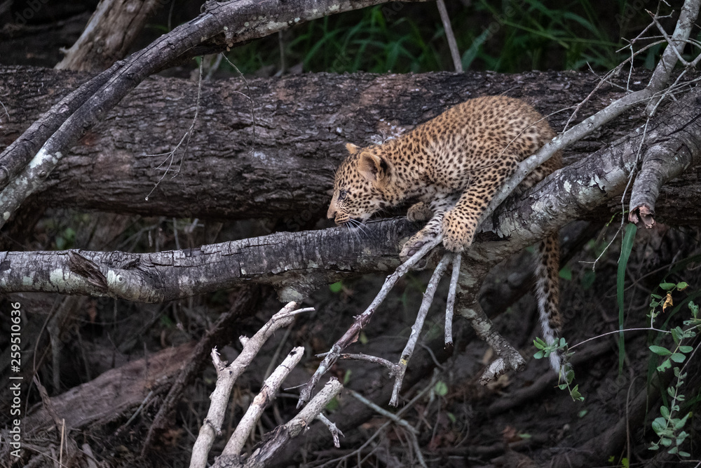 Leopard cub climbs a tree in Sabi Sands animal reserve, Kruger, South Africa. Leopard cub climbs a tree in Sabi Sands animal reserve, Kruger, South Africa.