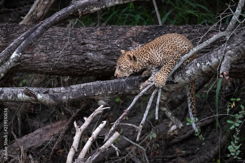 Leopard cub climbs a tree in Sabi Sands animal reserve  Kruger  South Africa. 