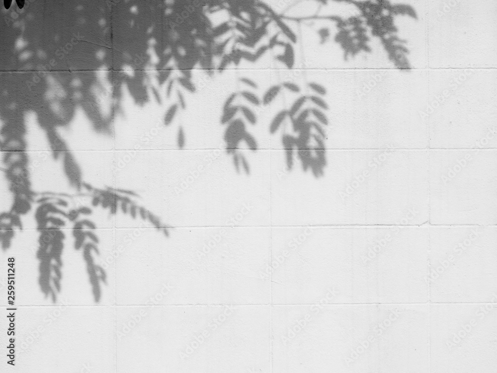 Obraz premium shadow tree on white wall