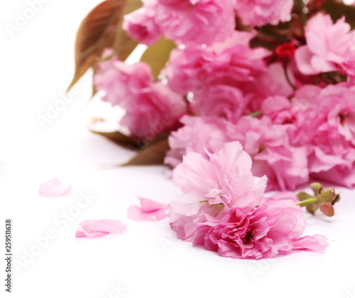 Fototapeta Naklejka Na Ścianę i Meble -  Spring flowers blooming isolated on white background