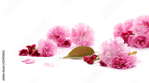 Spring flowers blooming isolated on white background