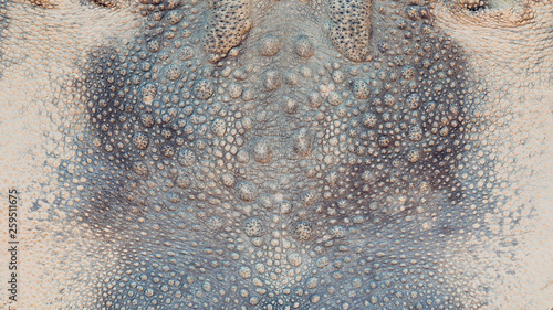 Toad skin texture