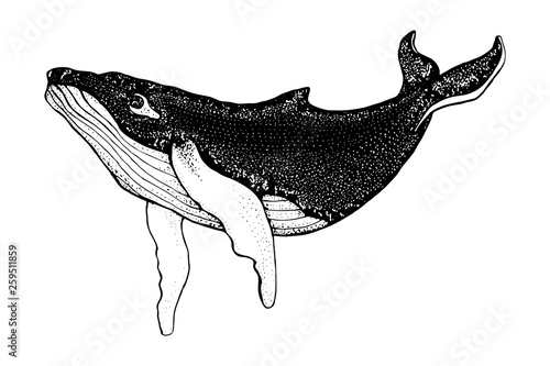 Hand drawn humpback whale isolated on a white background. Vector with animal underwater. Illustration for T-shirt graphics, fashion print, poster, textiles
