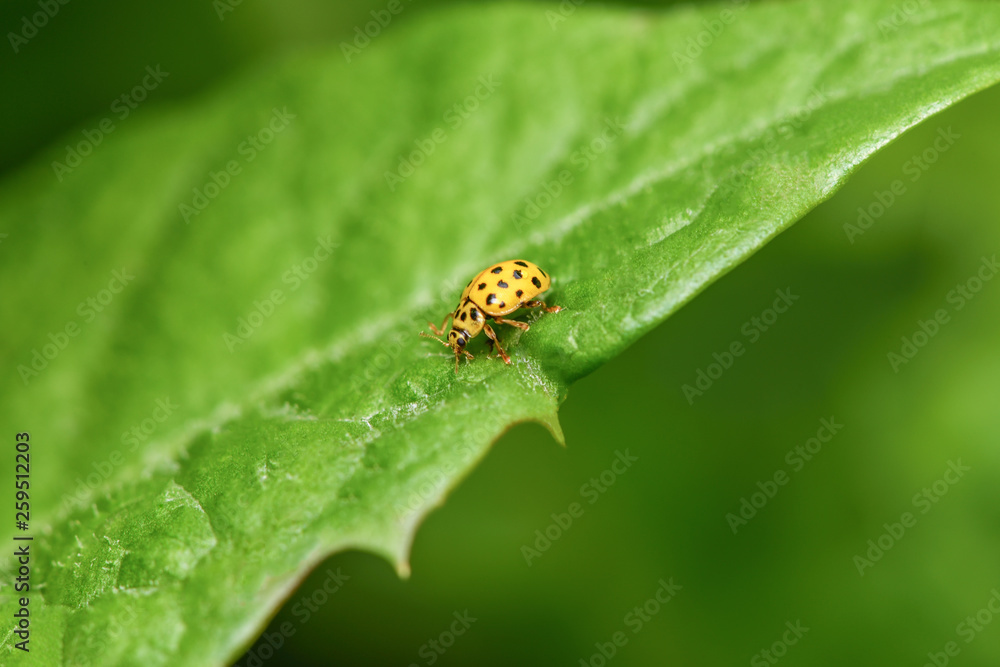 Yellow ladybug sitting on a green leaf Yellow ladybug sitting on a green leaf