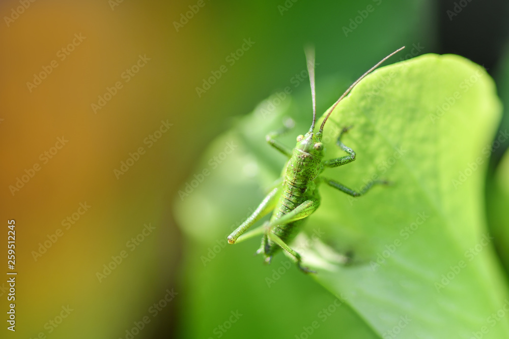 Green grasshopper sitting on a green leaf Green grasshopper sitting on a green leaf