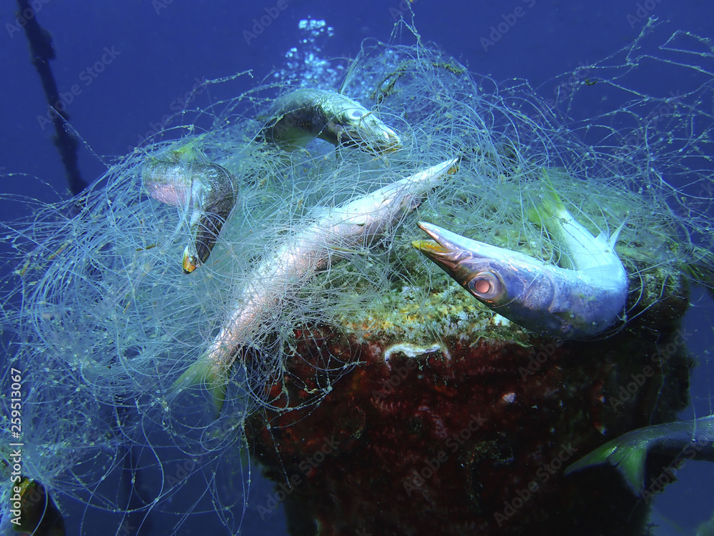 Ghost nets are commercial fishing nets that have been lost, abandoned, or  discarded at sea. Every year they are responsible for trapping and killing  millions of marine animals in the ocean. Stock