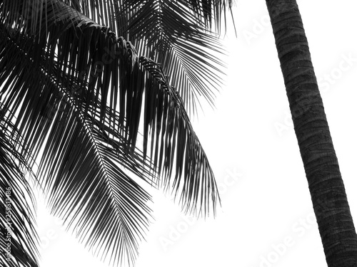 beautiful palm leaf on white background © srckomkrit