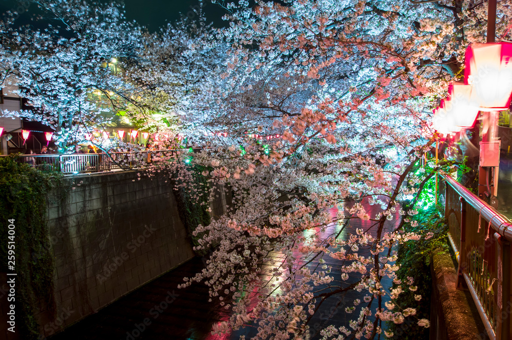 ライトアップに映える満開の桜