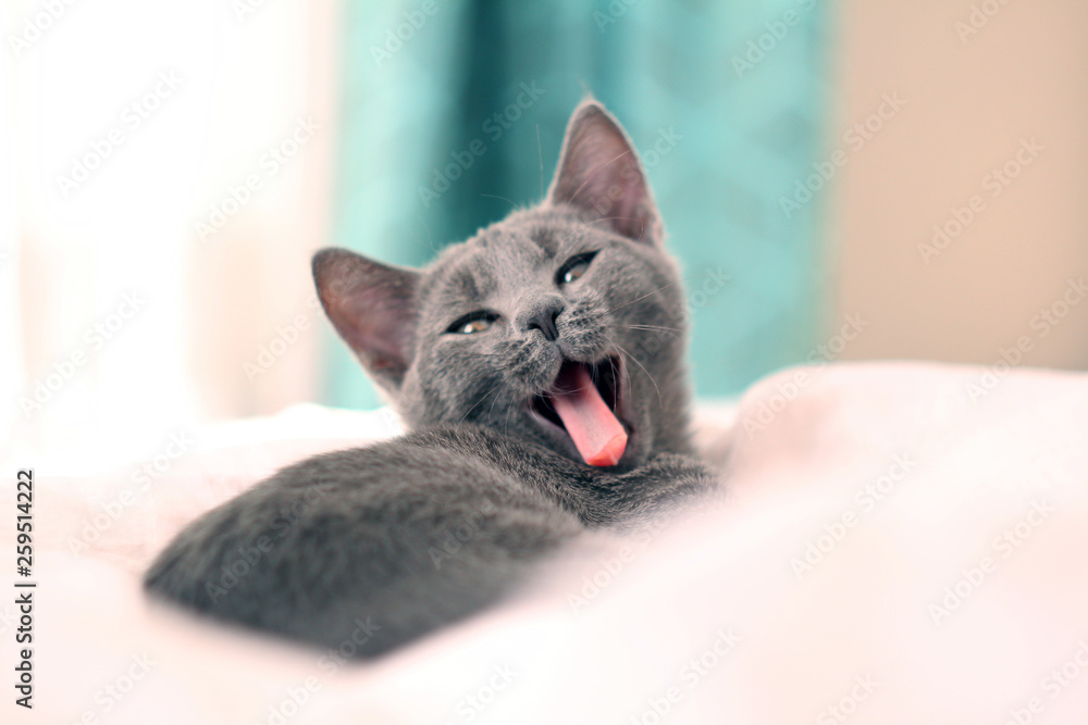 Lazy funny lovely fluffy cat lying on bed. Yawning Russian blue cat on bed  Pets, pet care, good morning, sleep concept. Friend of human. Sunny day.  Stock Photo | Adobe Stock