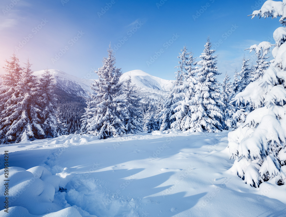 Obraz premium Scenic image of fairy-tale woodland. Location Carpathian national park, Ukraine, Europe.