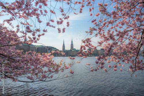 Hamburg Alster Kirschblüte / Cherry Blossom 