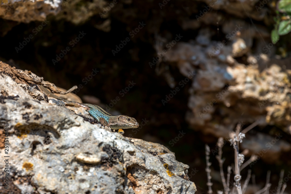 Lizard (Podarcis peloponnesiacus) sitting on a stones close-up in a sunny day