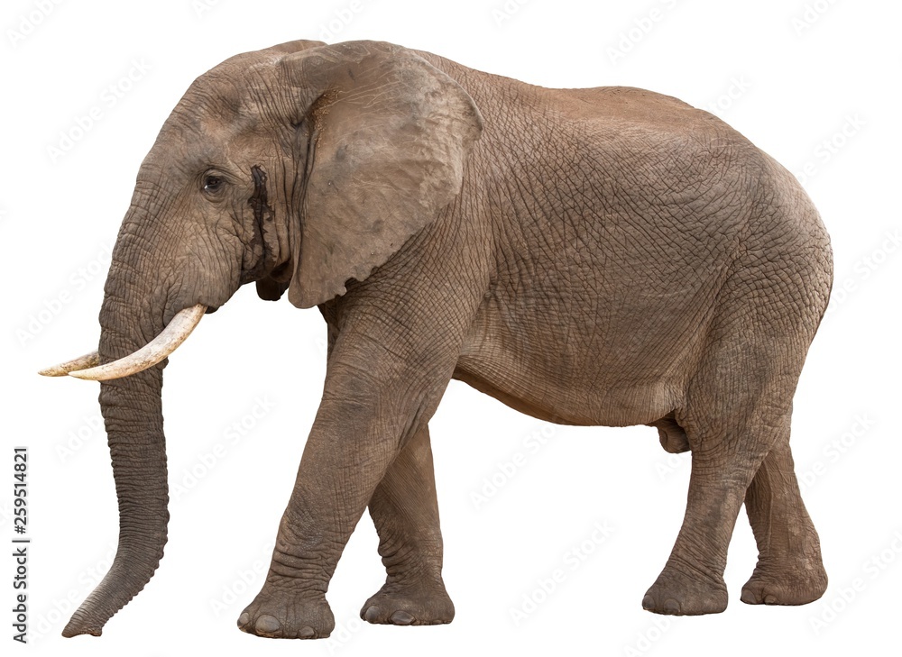 Big Male African Elephant in Musth - isolated Big Male African Elephant in Musth - isolated