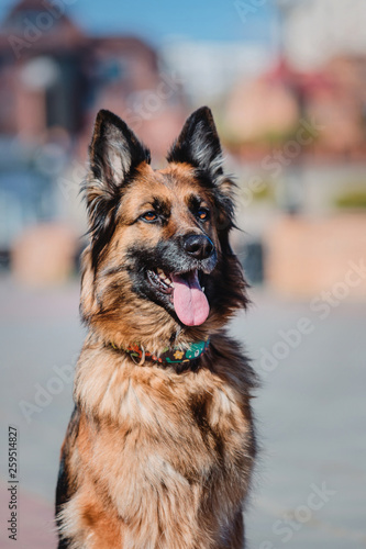 German Shepherd Dog © OlgaOvcharenko