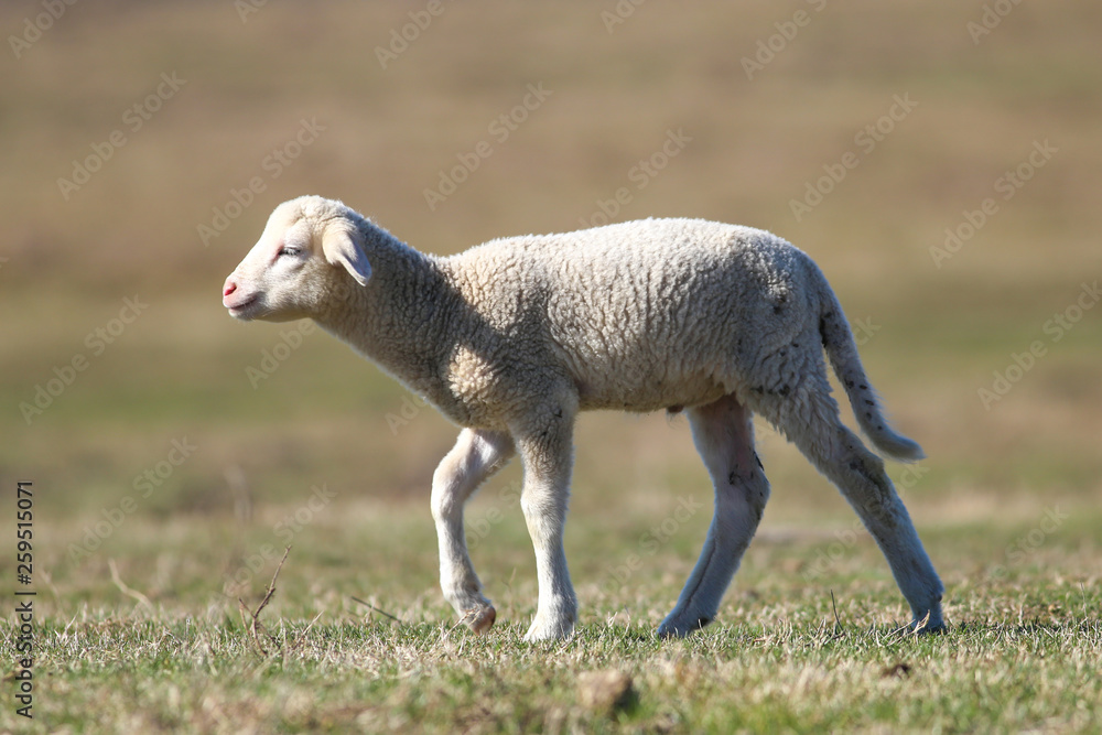 Obraz premium Cute white lamb is walking on the green spring field