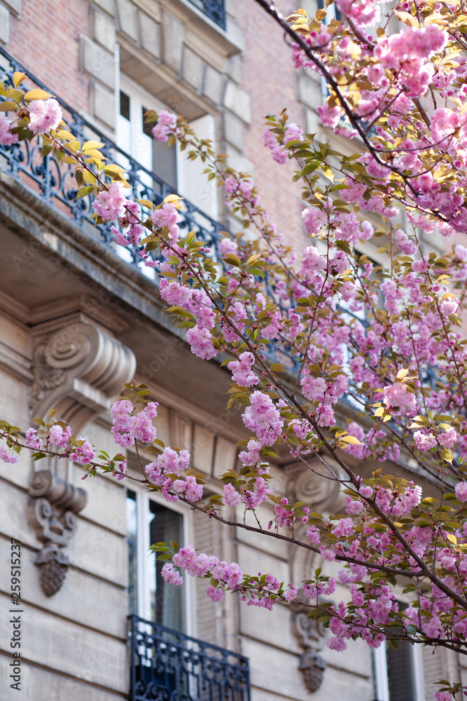 Spring in Paris, France: beautiful sakura herry blossom in parc in city center. Pink cloud, fresh green leaves, old buildings on a background. Sightseeing, discovering new interesting places