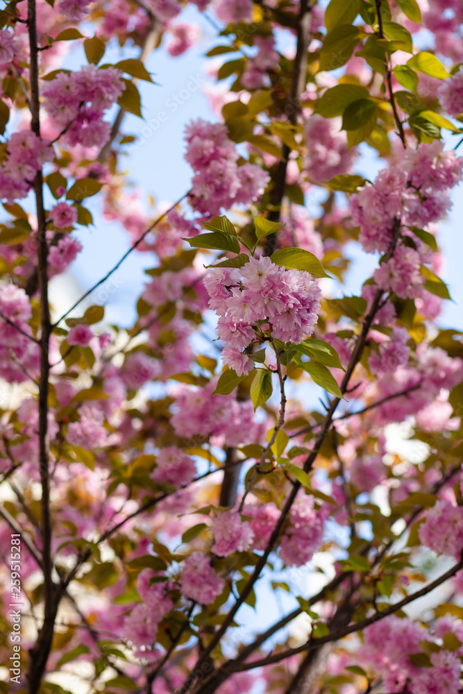 Spring in Paris, France: beautiful sakura herry blossom in a parc in city center. Pink cloud, fresh green leaves, old buildings on a background. Sightseeing, discovering new interesting places