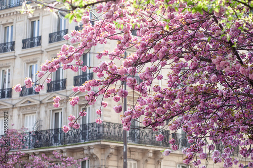 Spring in Paris, France: beautiful sakura herry blossom in a parc in city center. Pink cloud, fresh green leaves, old buildings on a background. Sightseeing, discovering new interesting places photo